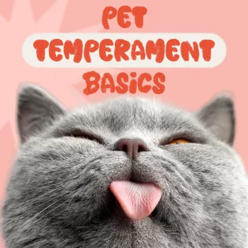 Describe Your Dog’s Temperament: Traits, Triggers & Examples