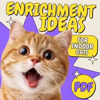 Cat Enrichment Ideas: Play, Puzzles, Climbing & More